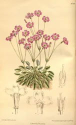 Primula tibetica , Primulaceae